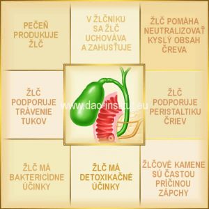 anatómia funkcie žlčníka 1