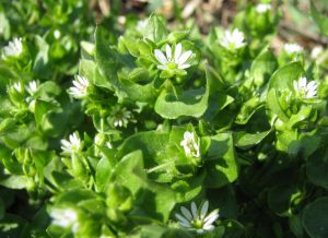 hviezdica prostredna