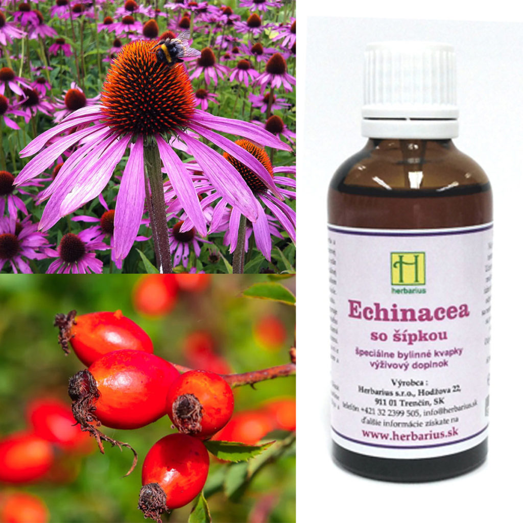 IMG echinacea so sipkou tinktura herbariumprojekt