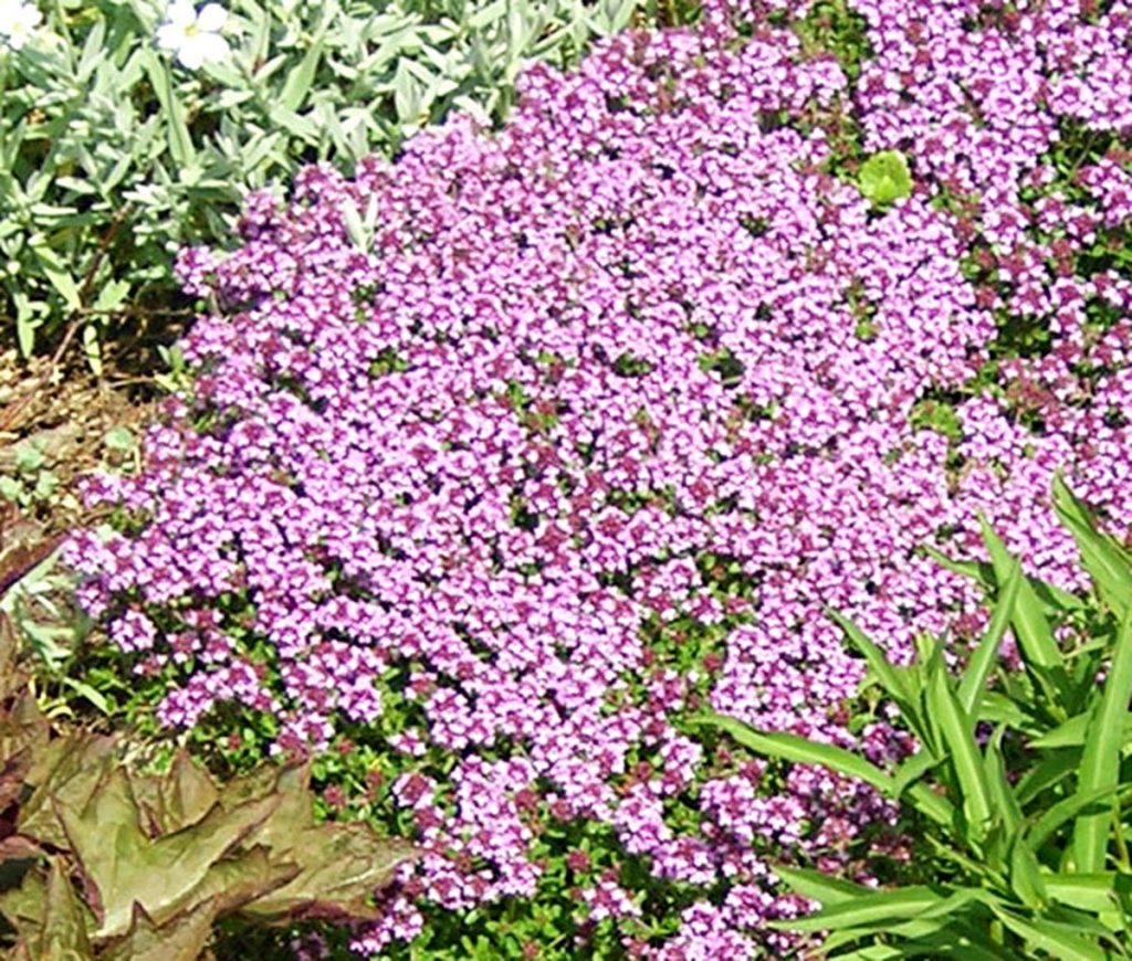duska materina