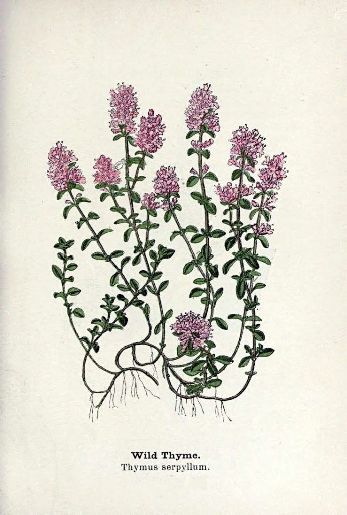 thymus serpyllum