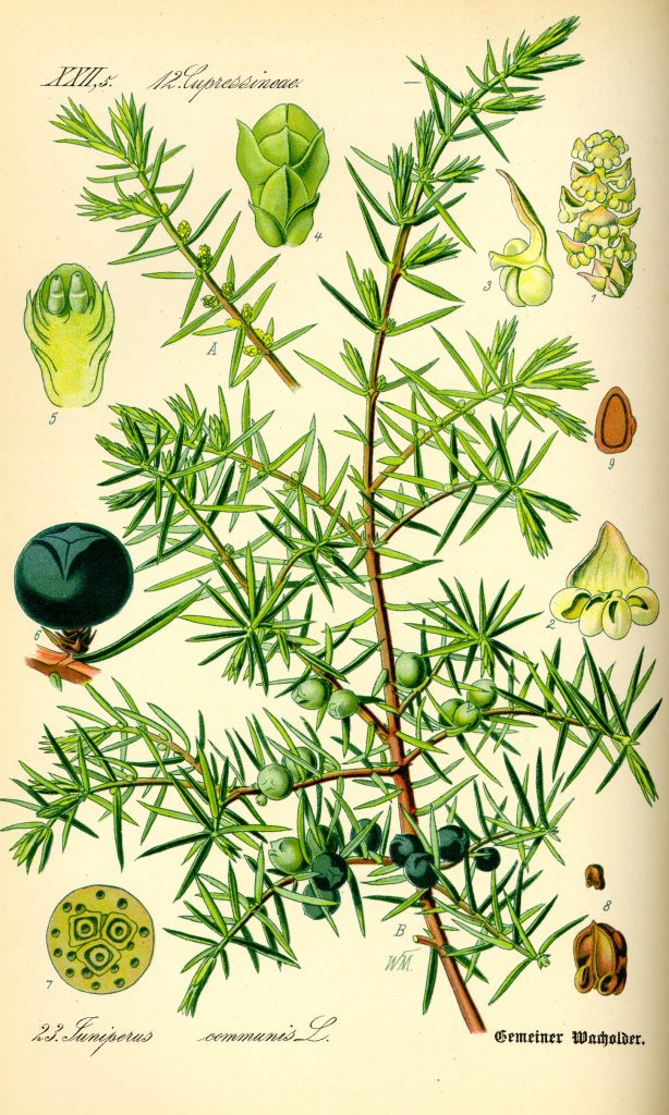 Borievka Juniperus communis