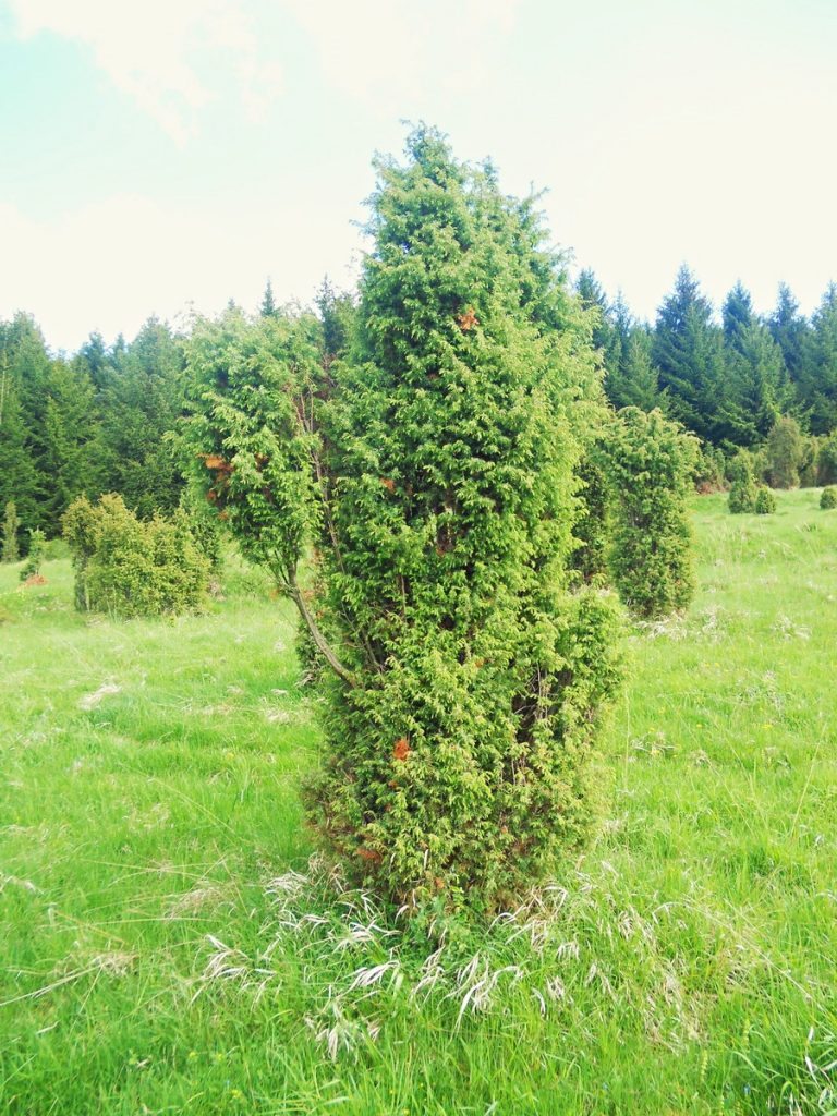 Borievka ker