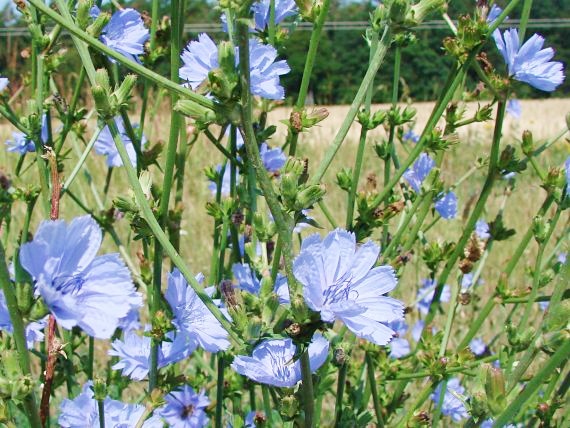 Cakanka Cichorium intybus