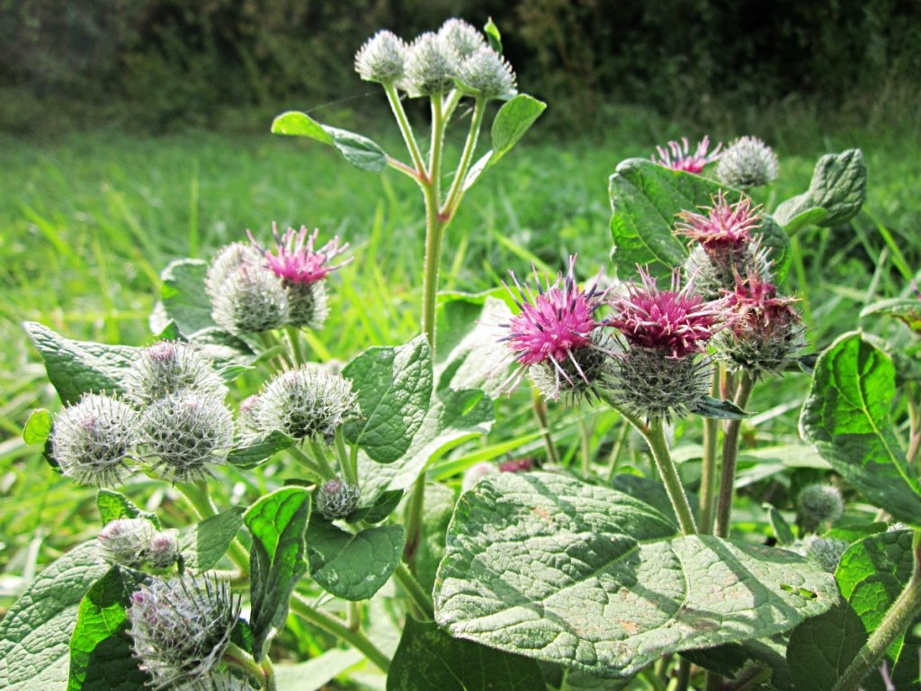 Lopuch plstnaty Artcium tomentosum