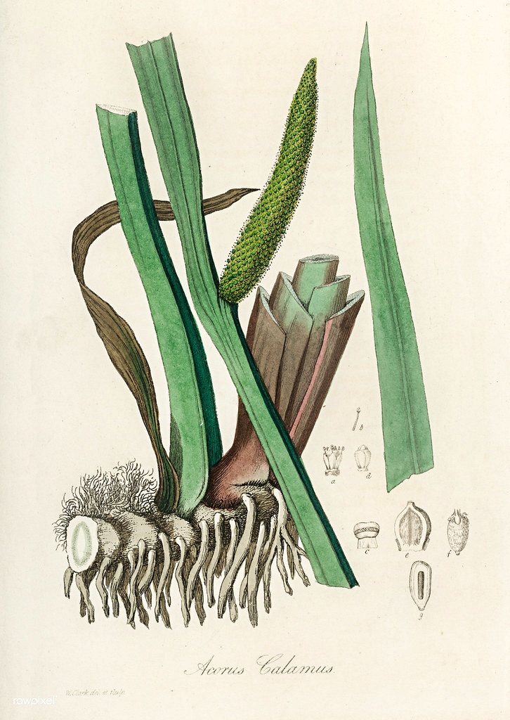 Puskvorec Acorus calamus