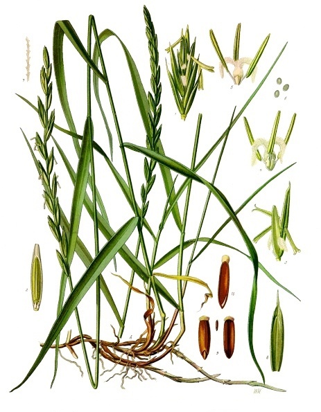 Pyr Elytrigia repens