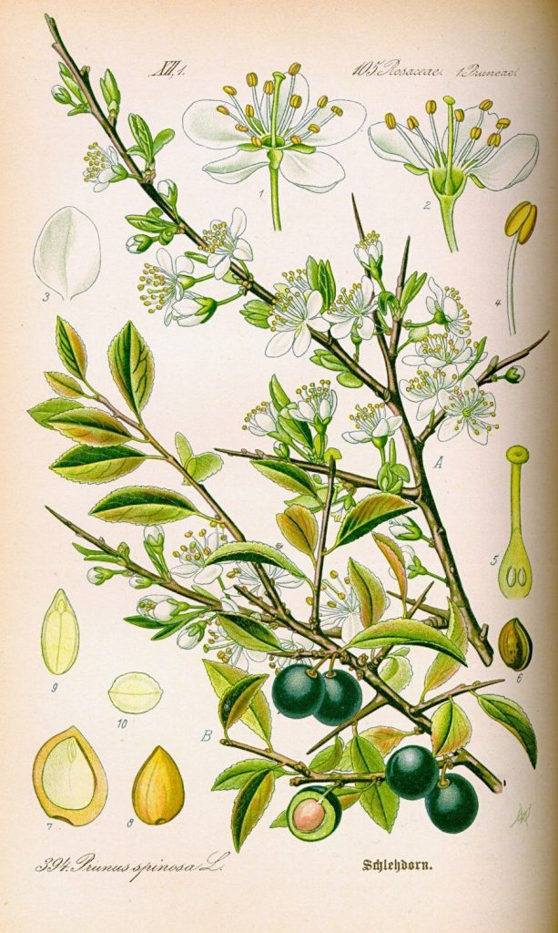 Trnka Prunus spinosa