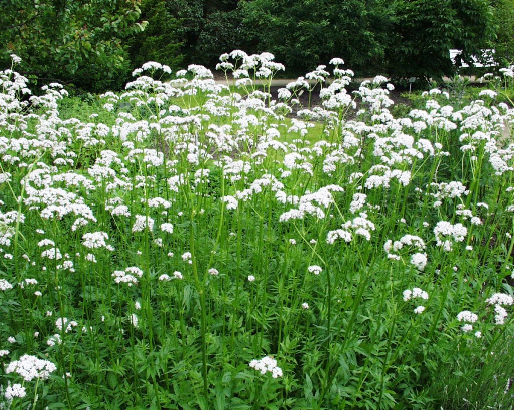 Valeriana rastlina