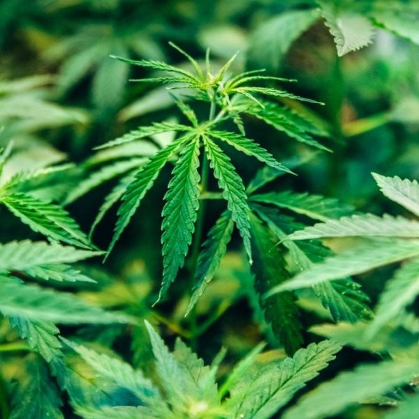 Organická Konopná (hemp) voda (hydrolát) VONIAVA
