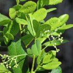 ravintsara gafor camphor prant