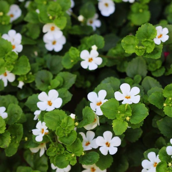 Brahmi - Bacopa monnieri