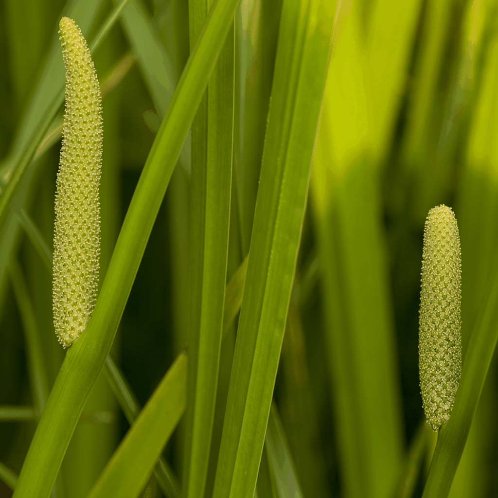 puskvorec obycajny acorus calamus lieciva rastlina detail