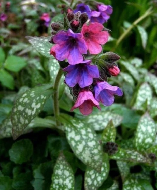 Snimka obrazovky 2025 04 03 123757