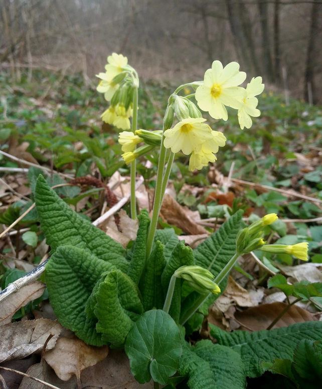 Snimka obrazovky 2025 04 03 123826