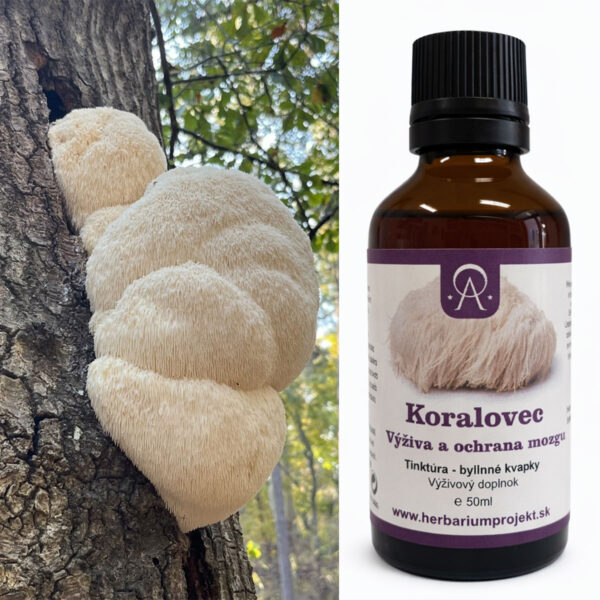 koralovec hericium