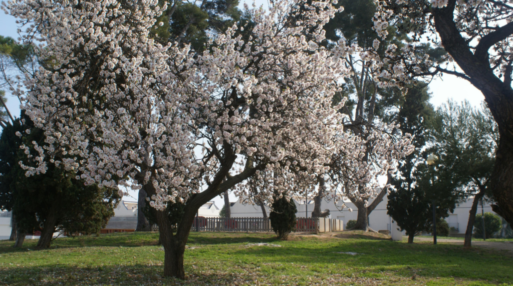 kvitnúci strom alergia na peľ jar
